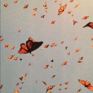 Meet your Posher, Sadie